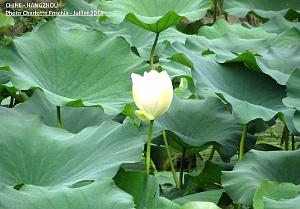 Charlotte- Hangzhou 018